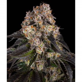 Barney's Farm Girl Scout Cookies Seeds 3 Stk.