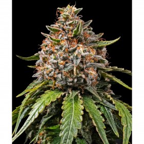 White Widow XXL Feminisierte Samen 3 Stk.