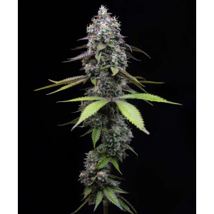 Barney's Farm Zoap Cannabis Samen Seeds