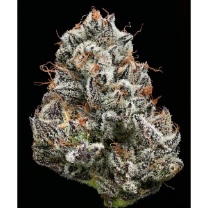 Black Cherry Gushers Feminisierte Samen 3 Stk.