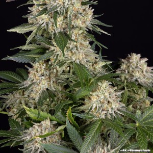 Barney's Farm AK Feminisierte Cannabis-Samen 3 Stk.