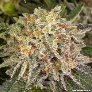 Barney's Farm AK Feminisierte Cannabis-Samen 3 Stk.