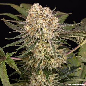 Barney's Farm AK Feminisierte Cannabis-Samen 3 Stk.