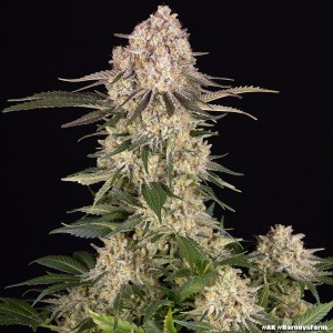 Barney's Farm AK Feminisierte Cannabis-Samen 3 Stk.
