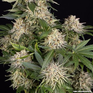 Barney's Farm AK Feminisierte Cannabis-Samen 3 Stk.