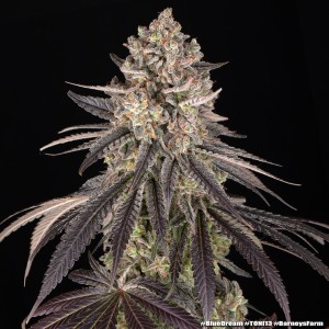 Barney's Farm Blue Dream Cannabis Samen 3 Stk.
