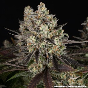 Barney's Farm Blue Dream Cannabis Samen 3 Stk.