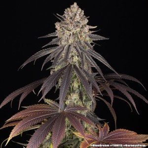 Barney's Farm Blue Dream Cannabis Samen 3 Stk.