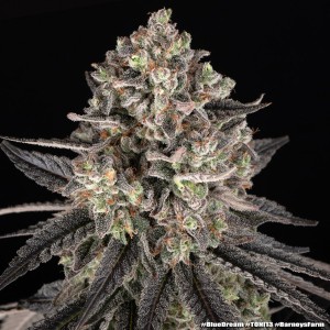 Barney's Farm Blue Dream Cannabis Samen 3 Stk.