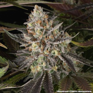 Barney's Farm Blue Dream Cannabis Samen 3 Stk.