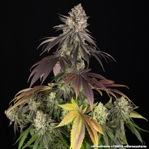 Barney's Farm Blue Dream Cannabis Samen 3 Stk.