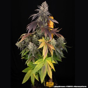 Barney's Farm Blue Dream Cannabis Samen 3 Stk.