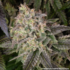 Barney's Farm Blue Dream Cannabis Samen 3 Stk.