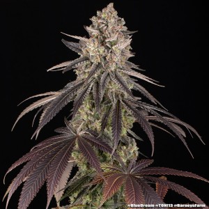 Barney's Farm Blue Dream Cannabis Samen 3 Stk.