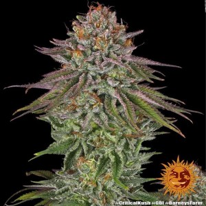 Barney's Farm Critical Kush Cannabis Samen 3 Stk.