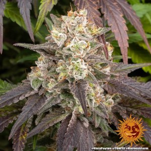 Barney's Farm Gary Payton Cannabis Samen 3 Stk.