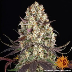 Barney's Farm Gary Payton Cannabis Samen 3 Stk.