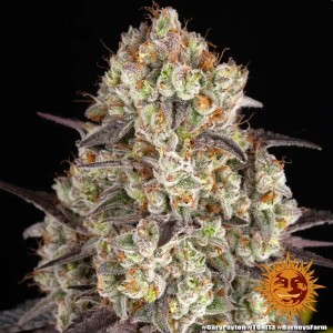 Barney's Farm Gary Payton Cannabis Samen 3 Stk.
