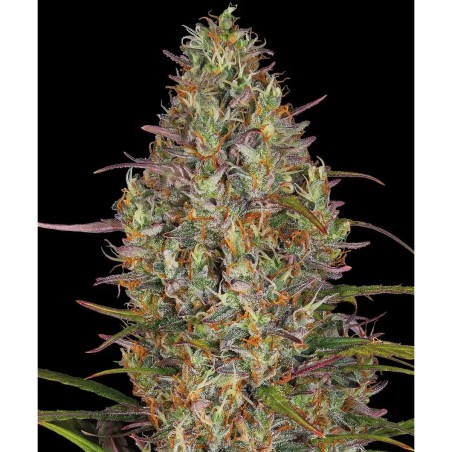 Barney's Farm Glue Gelato Auto Cannabis Samen 3 Stk.