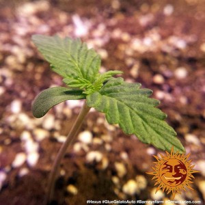 Barney's Farm Glue Gelato Auto Cannabis Samen 3 Stk.
