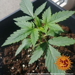 Barney's Farm Glue Gelato Auto Cannabis Samen 3 Stk.