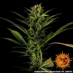 Barney's Farm Glue Gelato Auto Cannabis Samen 3 Stk.