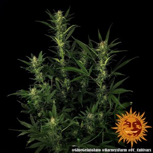 Barney's Farm Glue Gelato Auto Cannabis Samen 3 Stk.