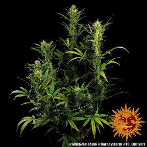 Barney's Farm Glue Gelato Auto Cannabis Samen 3 Stk.