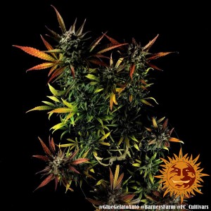 Barney's Farm Glue Gelato Auto Cannabis Samen 3 Stk.