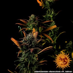 Barney's Farm Glue Gelato Auto Cannabis Samen 3 Stk.