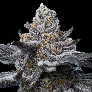 Barney's Farm LFG Feminisierte Cannabis Samen 3 Stk.