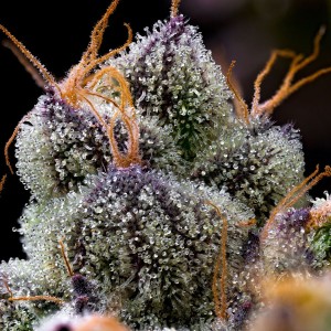 Barney's Farm LFG Feminisierte Cannabis Samen 3 Stk.