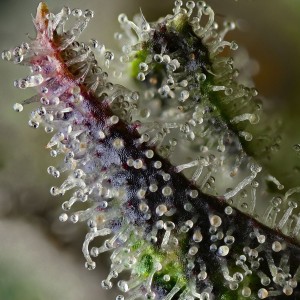 Barney's Farm Skunk #1 Feminisierte Cannabis Samen 3 Stk.