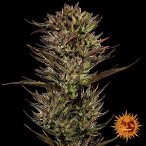 Barney's Farm Thin Mint x Sour Pinot Auto Cannabis Samen