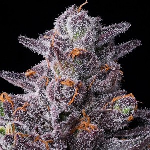 Barney's Farm Zillions Feminisierte Cannabis Samen 3 Stk.